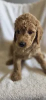 Saturday , a female Goldendoodle for sale in Golden Valley, AZ – 1 of 2