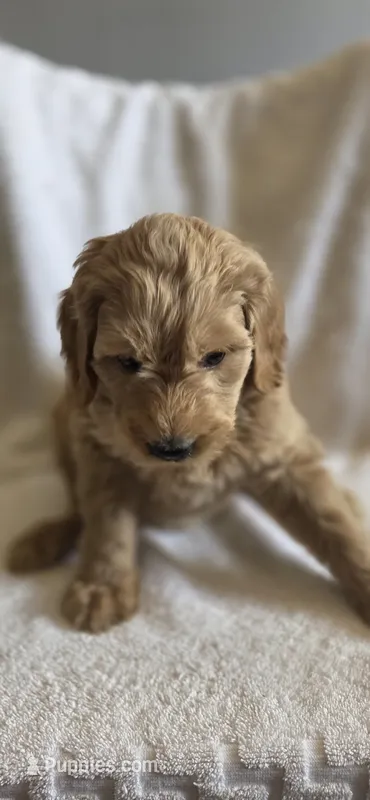 Friday – Goldendoodle puppy for sale in Golden Valley, AZ