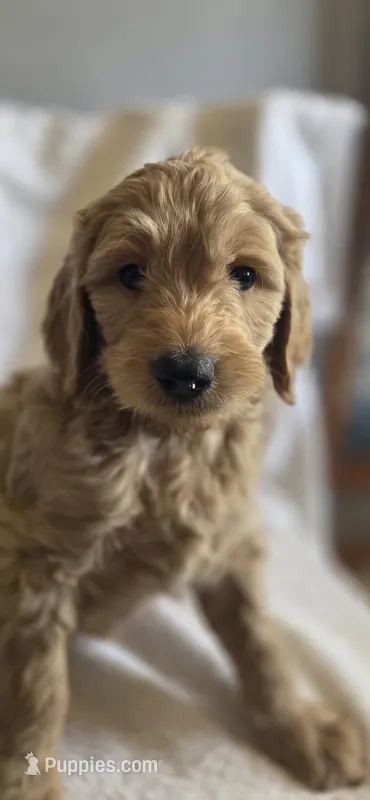 Thursday  – Goldendoodle puppy for sale in Golden Valley, AZ