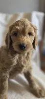 Thursday , a male Goldendoodle for sale in Golden Valley, AZ – 1 of 2