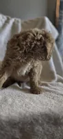 Tuesday, a male Goldendoodle for sale in Golden Valley, AZ – 2 of 2