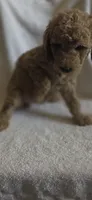 Wendsday , a female Goldendoodle for sale in Golden Valley, AZ – 2 of 2