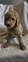 Tuesday, a male Goldendoodle for sale in Golden Valley, AZ – 1 of 2