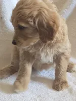 Monday, a female Goldendoodle for sale in Golden Valley, AZ – 2 of 2