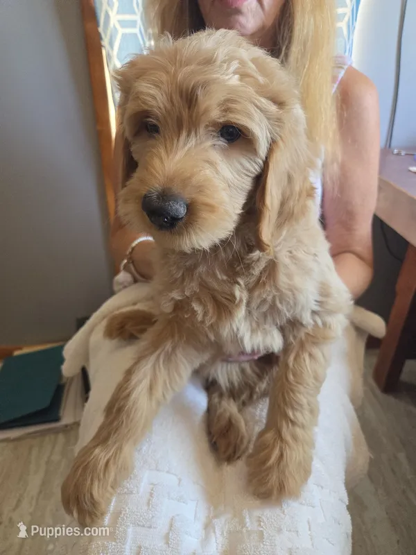 Thursday  – Goldendoodle puppy for sale in Golden Valley, AZ