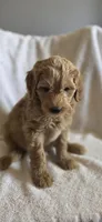 Friday, a female Goldendoodle for sale in Golden Valley, AZ – 2 of 2