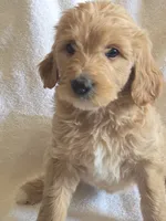 Monday, a female Goldendoodle for sale in Golden Valley, AZ – 1 of 2