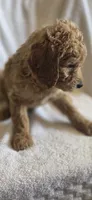 Saturday , a female Goldendoodle for sale in Golden Valley, AZ – 2 of 2