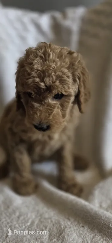 Wendsday  – Goldendoodle puppy for sale in Golden Valley, AZ