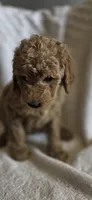 Wendsday , a female Goldendoodle for sale in Golden Valley, AZ – 1 of 2