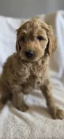 Thursday , a male Goldendoodle for sale in Golden Valley, AZ – 2 of 2