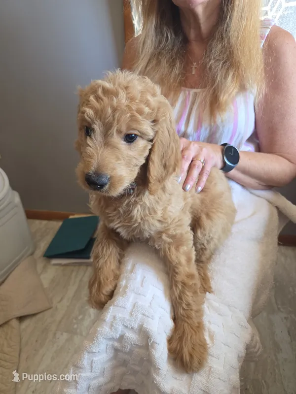 Monday – Goldendoodle puppy for sale in Golden Valley, AZ