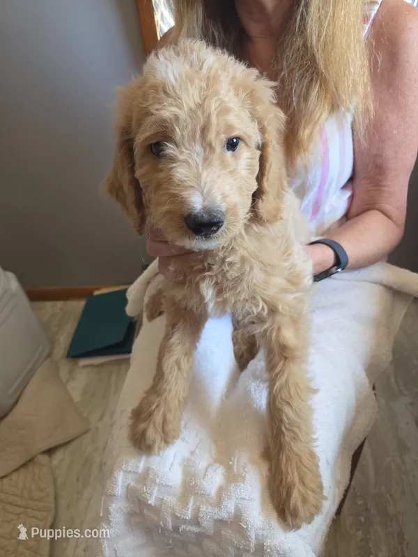 Tuesday – Goldendoodle puppy for sale in Golden Valley, AZ