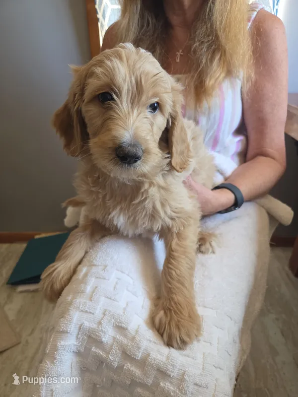 Friday – Goldendoodle puppy for sale in Golden Valley, AZ