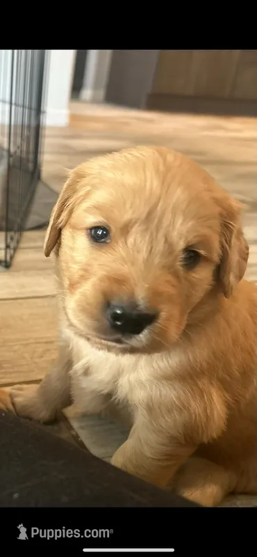 Green collar boy  – Golden Retriever puppy for sale in Minneola, FL