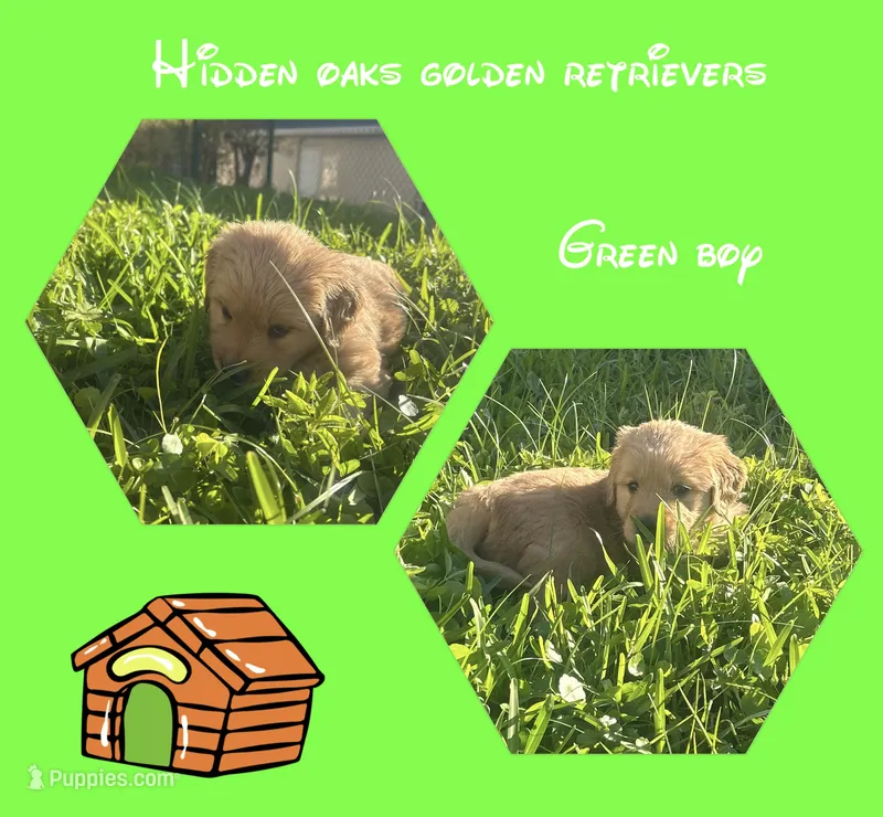 Green collar boy  – Golden Retriever puppy for sale in Minneola, FL