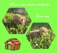 Green collar boy , a male Golden Retriever for sale in Minneola, FL – Photo 1 of 2
