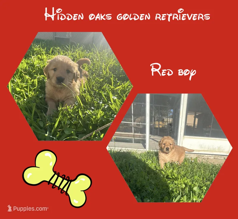 Red Collar Boy – Golden Retriever puppy for sale in Minneola, FL