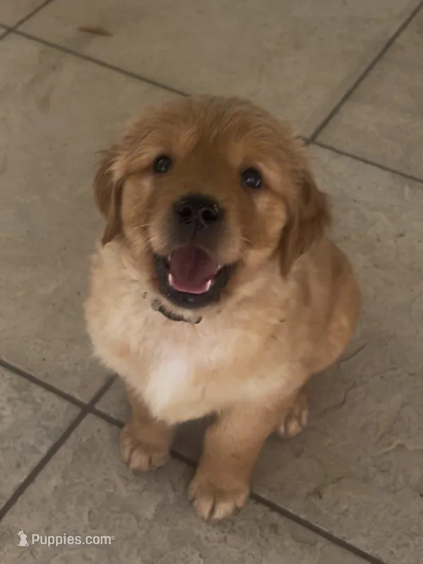 Gray Collar Boy – Golden Retriever puppy for sale in Minneola, FL