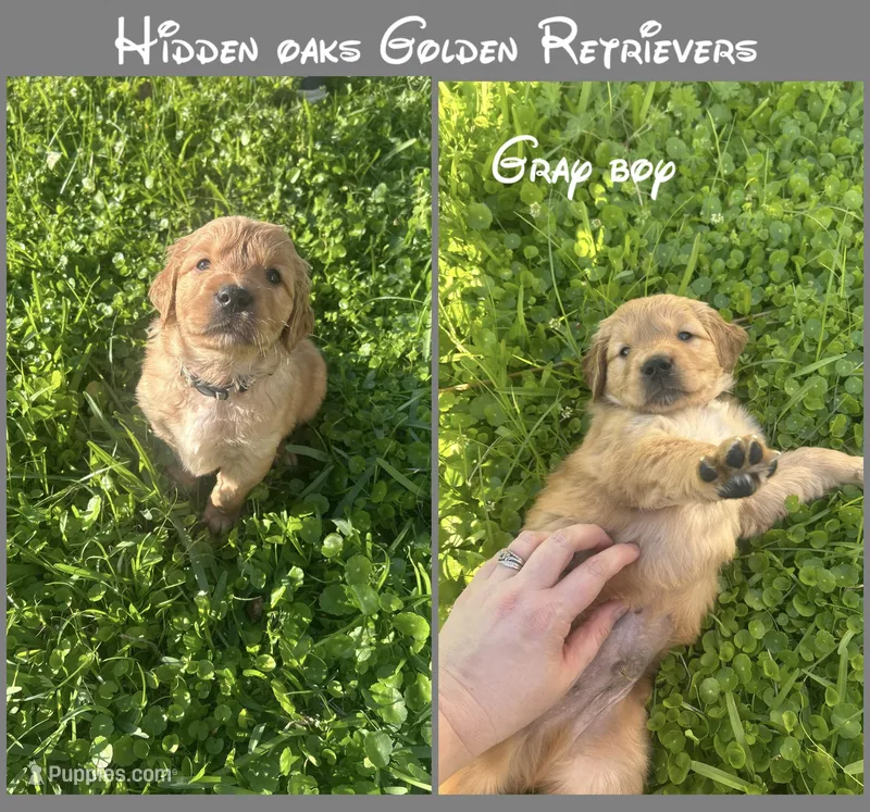 Gray Collar Boy – Golden Retriever puppy for sale in Minneola, FL