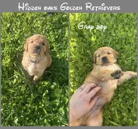 Gray Collar Boy, a male Golden Retriever for sale in Minneola, FL – Photo 1 of 2