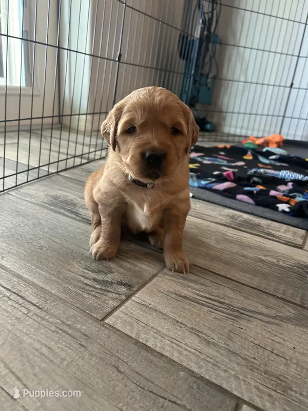 Gray Collar Boy – Golden Retriever puppy for sale in Minneola, FL