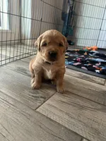 Gray Collar Boy, a male Golden Retriever for sale in Minneola, FL – Photo 2 of 2