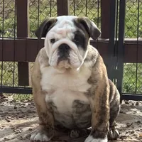 Mia, a female English Bulldog for sale in Jackson, TN – Photo 1 of 5