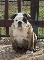 Mia, a female English Bulldog for sale in Jackson, TN – Photo 1 of 5