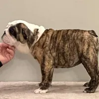 Mia, a female English Bulldog for sale in Jackson, TN – Photo 3 of 5