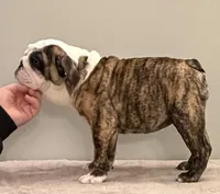 Mia, a female English Bulldog for sale in Jackson, TN – Photo 3 of 5