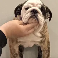 Mia, a female English Bulldog for sale in Jackson, TN – Photo 2 of 5