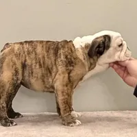 Mia, a female English Bulldog for sale in Jackson, TN – Photo 4 of 5