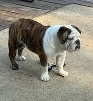 Daphne, a female English Bulldog for sale in Jackson, TN – 3 of 9