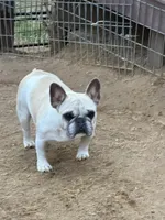Daisy, a female French Bulldog for sale in Jackson, TN – 3 of 6
