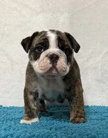 Scarlett , a female English Bulldog for sale in Jackson, TN – 4 of 7