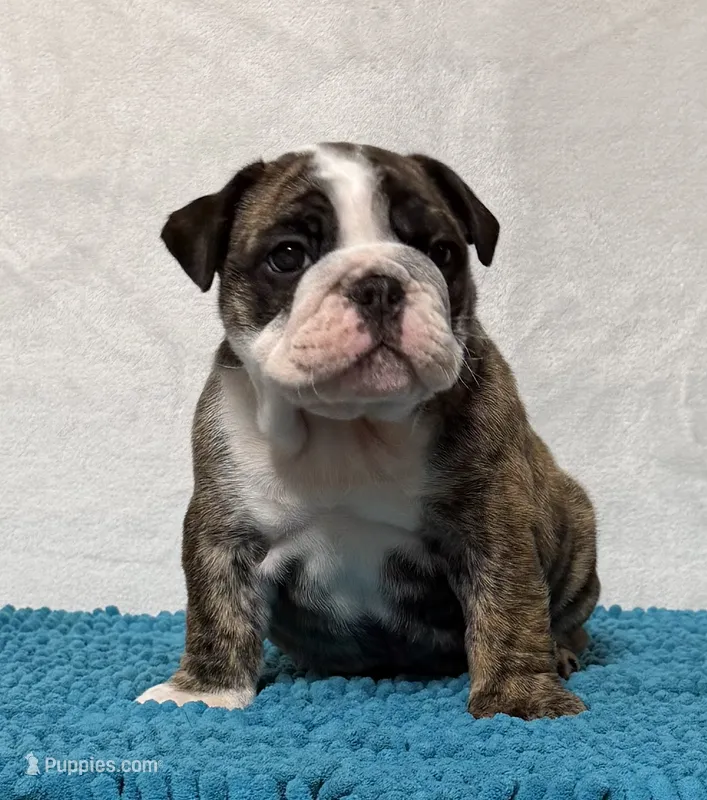 Scarlett  – English Bulldog puppy for sale in Jackson, TN