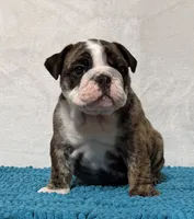 Scarlett , a female English Bulldog for sale in Jackson, TN – 1 of 7