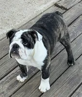 Lucy, a female English Bulldog for sale in Jackson, TN – 2 of 8