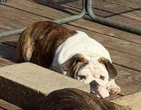 Daphne, a female English Bulldog for sale in Jackson, TN – 7 of 9