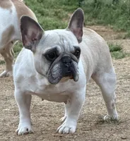Daisy, a female French Bulldog for sale in Jackson, TN – 6 of 6