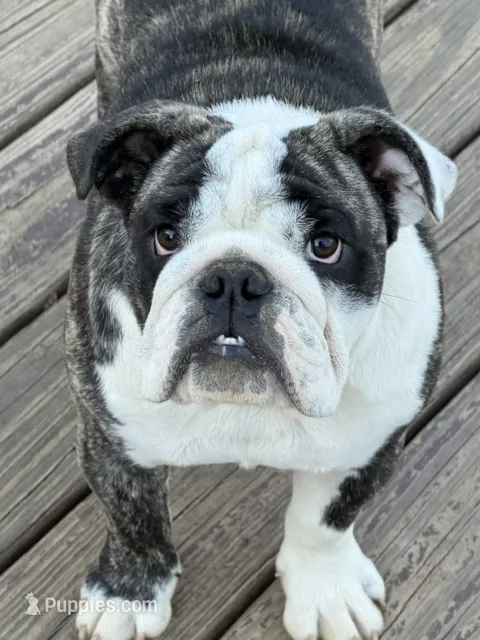 Lucy – English Bulldog puppy for sale in Jackson, TN