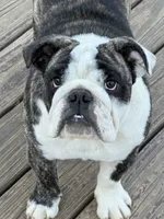 Lucy, a female English Bulldog for sale in Jackson, TN – 1 of 8