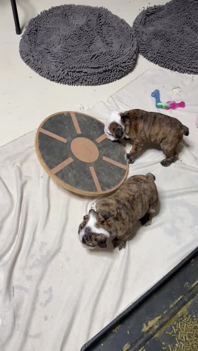 Scarlett , a female English Bulldog for sale in Jackson, TN – 7 of 7