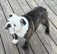 Bianca, a female English Bulldog for sale in Jackson, TN – 2 of 8