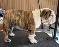 Daphne, a female English Bulldog for sale in Jackson, TN – 3 of 6