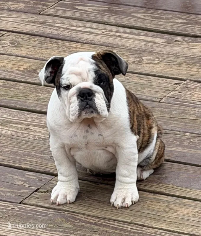 Wren, a female English Bulldog for sale in Jackson, TN – Photo 1 of 5