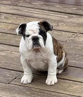 Wren, a female English Bulldog for sale in Jackson, TN – Photo 1 of 5
