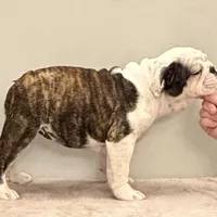 Wren, a female English Bulldog for sale in Jackson, TN – Photo 4 of 5