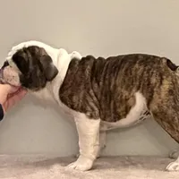 Wren, a female English Bulldog for sale in Jackson, TN – Photo 3 of 5